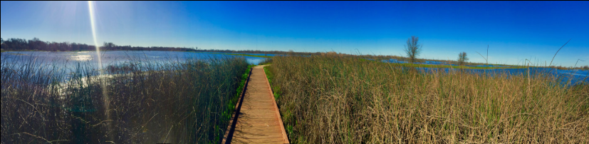 A boardwalk through marsh grasses under a blue sky — Northern California wetlands